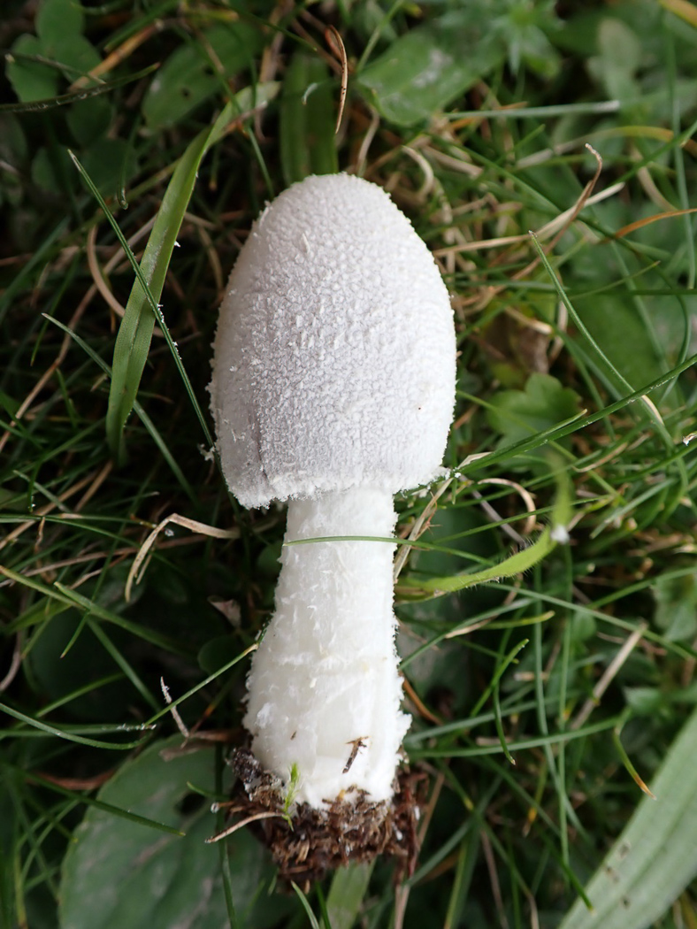 Photo © Linda Seward Coprinopsis nivea by Linda Seward